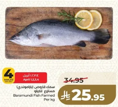 سمك قاروص (باراموندي) مستزرع للكيلو