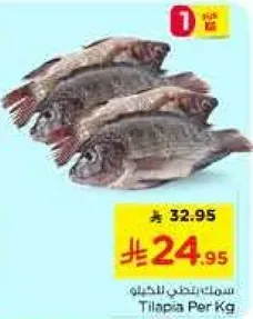 سمك بلطي للكيلو