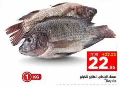 سمك البلطي الطازج للكيلو.