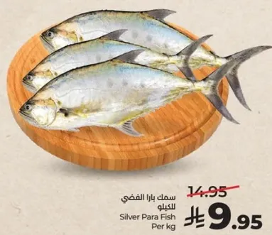 سمك بارا الفضي للكيلو