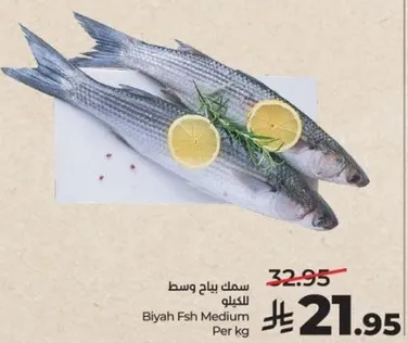 سمك باج وسط للبيع.