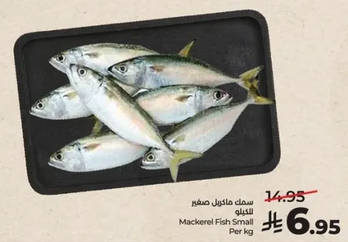 سمك ماكريل صغير