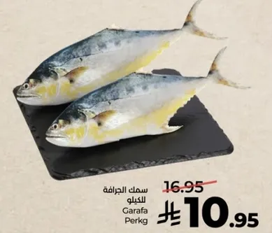 سمك الجرافه للكيلو