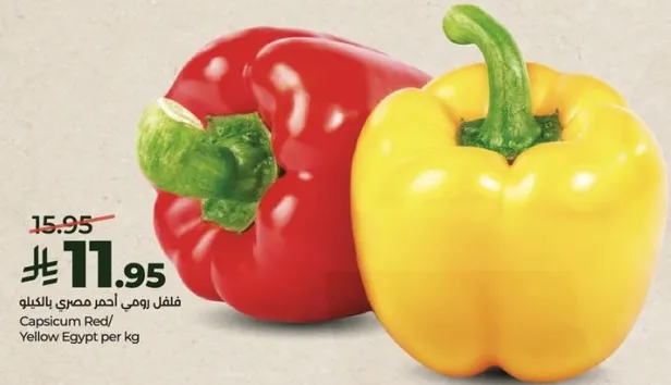 فلفل رومي مصري بالكيلو