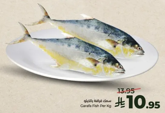 سمك غرافه بالكيلو