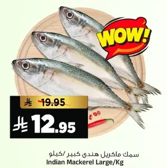 سمك ماكريل هندي كبير/كيلو