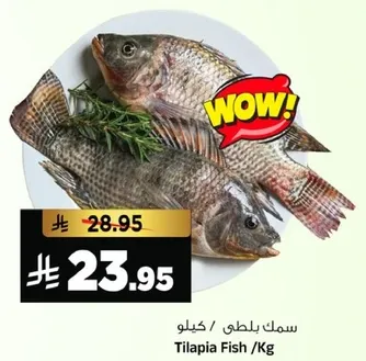 سمك بلطي /كيلو