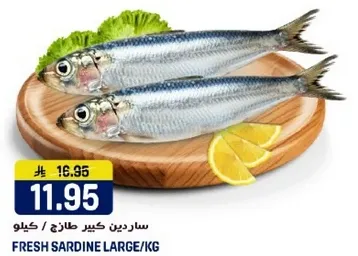 سردين كبير طازج