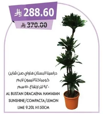 نبات دراسينا هاواي في وعاء، مناسب للزينه الداخليه.