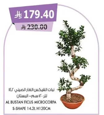 نبات الفيكوس الغار الصيني ١٤.٢ لتر - ١٢٠ سم