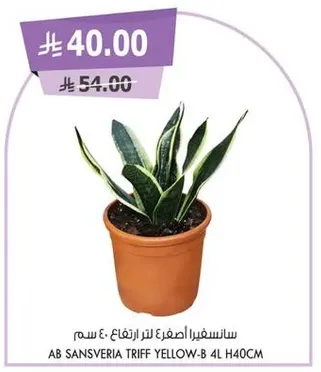 نبات سانسيفيريا تريفيزا، ارتفاع 40 سم.