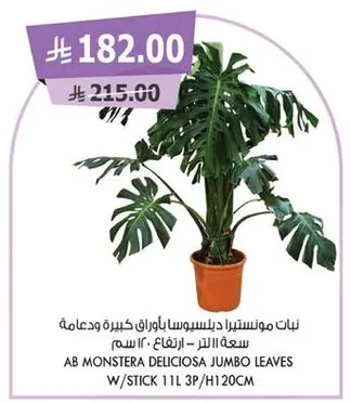 نبات مونستيرا دليسيبوسا باوورسا كبره ودعامه سعه 11 لتر - ارتفاع 120 سم