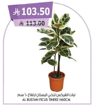 نبات الفيكوس تنكي ارتفاع 60 سم