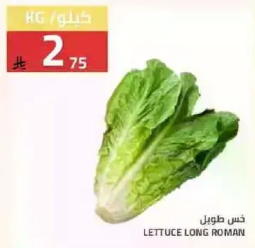 Long Roman Lettuce