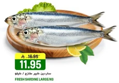 سردين كبير طازج / كيلو