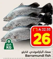 سمك الباراموندي