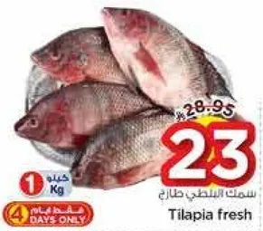 سمك البلطي الطازج.