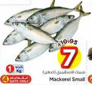 سمك السلمون (صغير)