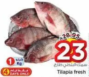 سمك البلطي الطازج