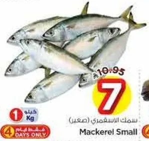 سمك الاسقمري (صغير)