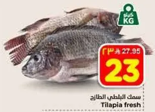 سمك البلطي الطازج.