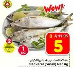 سمك الاسقمري (صغير) للكغ