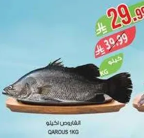 سمك قاروص 1 كجم