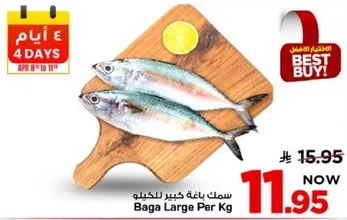 سمك باجه كبير للحكيل.