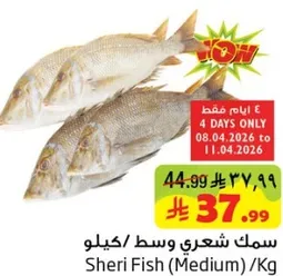 سمك شعري وسط/كيلو