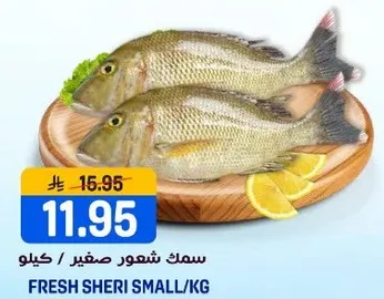 سمك شعور صغير/كيلو