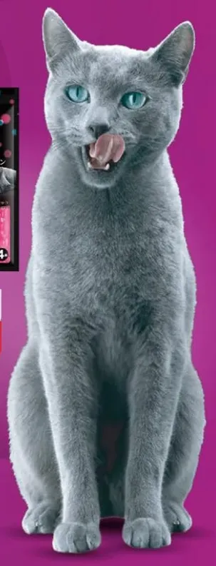 طعام قطط عالي الجوده لنمو صحي وتطور.