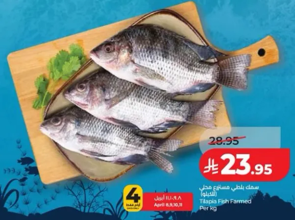 سمك بلطي مستزرع محلي