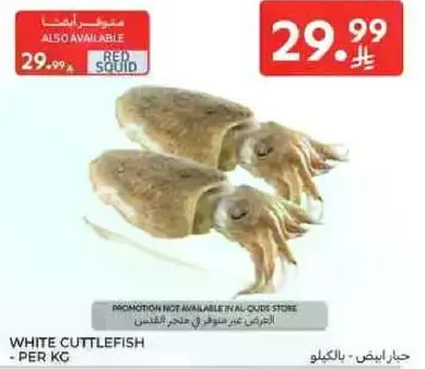 White cuttlefish