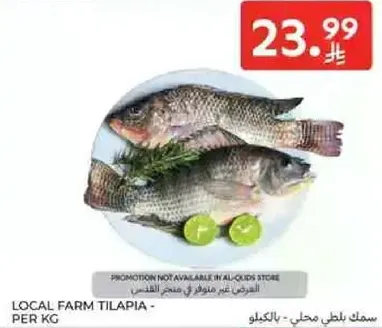 سمك بلطي محلي - بالكيلو