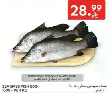سمك سي باس محلي 800-1600 - لكل كيلو