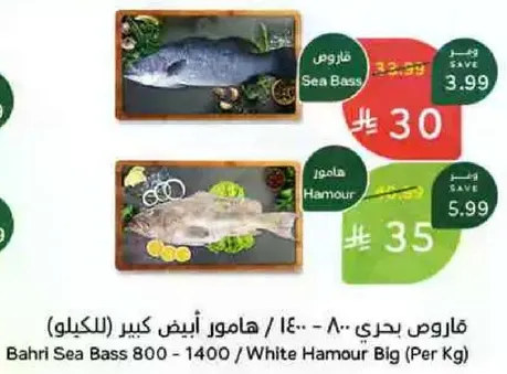 قوارص بحري 800 - 1400 / هامور انيق كبير (بالكيلو)