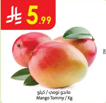 مانجو تومي / كيلو