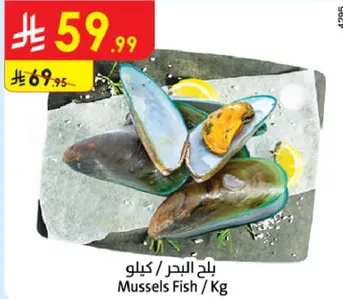 محار البحر / كيلو