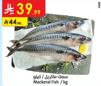 سمك ماكريل / كيلو