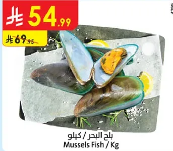 محار البحر / كيلو