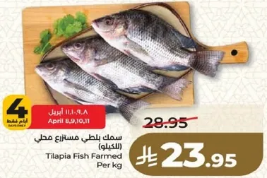 سمك بلطي مستزرع محلي (الكيلو)