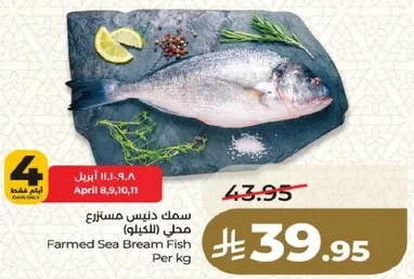 سمك دنيس مستزرع