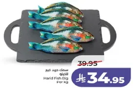 سمك حريد كبير للكيلو