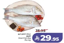 سمك شهور كبير للكيلو