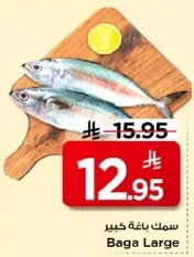 سمك باغه كبير