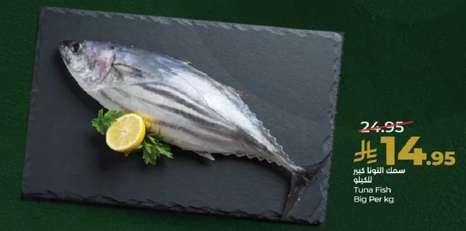 سمك التونه كبير
