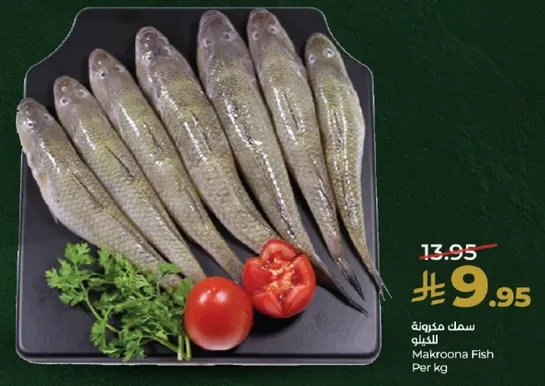 سمك مكرونه الكيلو