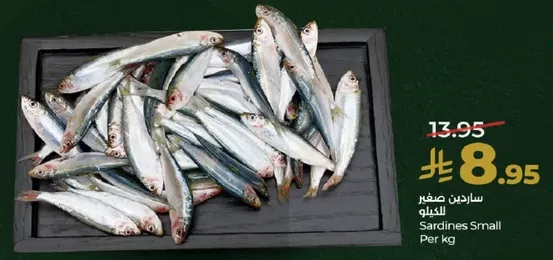 سردين صغير