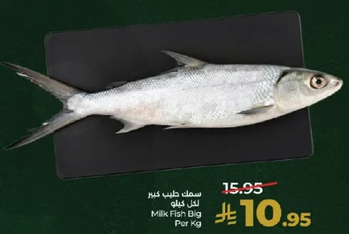 سمك طيب كبير