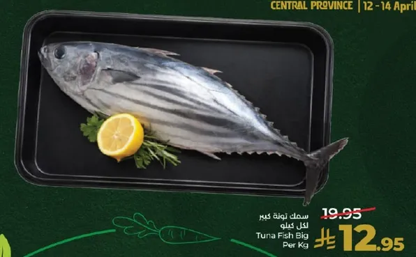 سمك تونه كبير كل كيلو